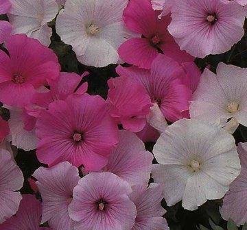 Lavatera Pastel Mixed flower seeds packet featuring vibrant pink and white blooms with delicate petals, ideal for creating a colorful garden display.