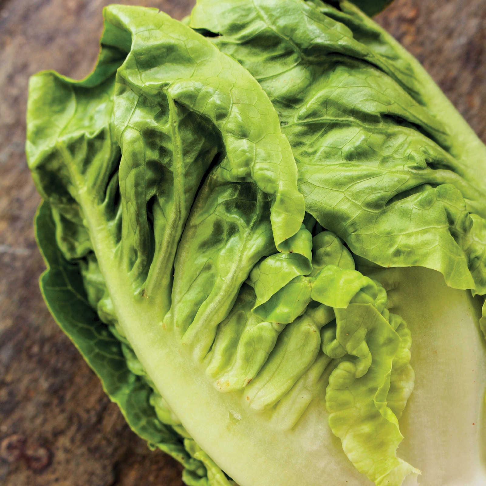 Johnsons Lettuce Little Gem Pasatiempo Vegetable Seeds 500 Pack - image 2