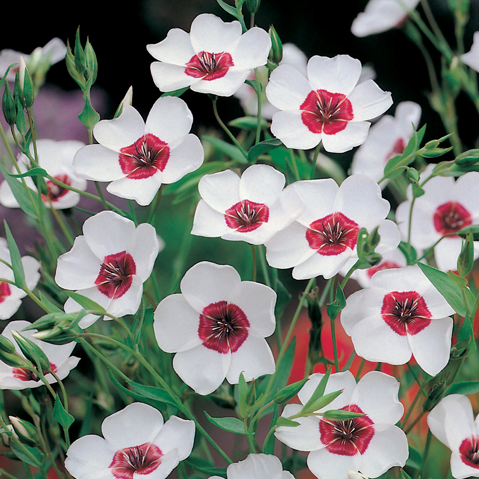 Johnsons Linum Bright Eyes Flower Seeds - image 2