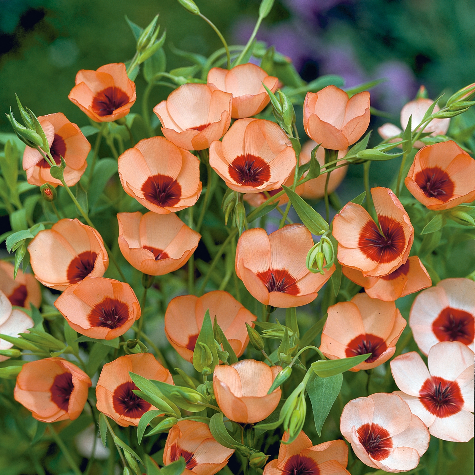 Johnsons Linum Salmon Seeds - image 2