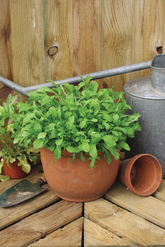 Terra cotta pot filled with vibrant green rocket mixed leaves, surrounded by gardening tools and a metal watering can against a wooden backdrop.