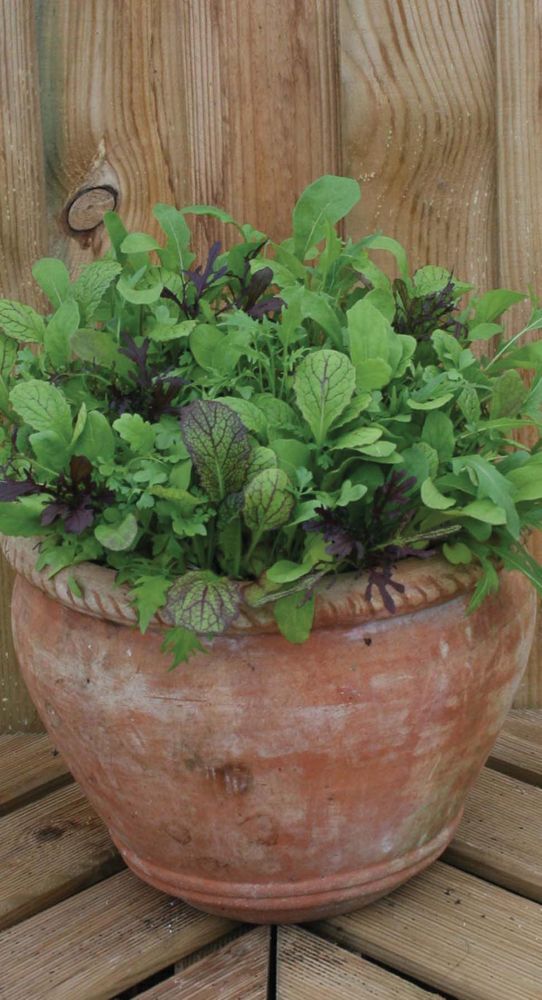 Terracotta pot filled with vibrant mixed spicy salad leaves in various shades of green and purple, set against a wooden background.