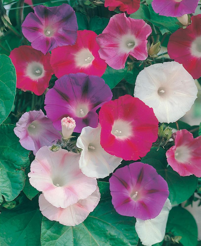 Colorful blooms of Morning Glory in shades of pink, purple, and white, surrounded by lush green leaves, showcasing the vibrant flowers included in Johnsons Seeds' pictorial pack.