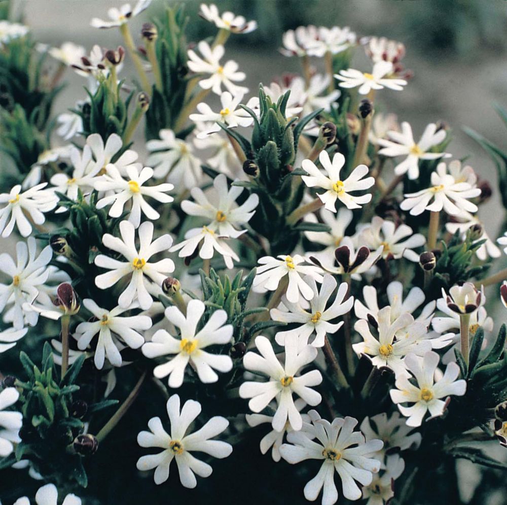 White flowers with five petals and yellow centers, surrounded by green foliage, showcasing the Night Phlox Midnight Candy seeds in a vibrant garden setting.