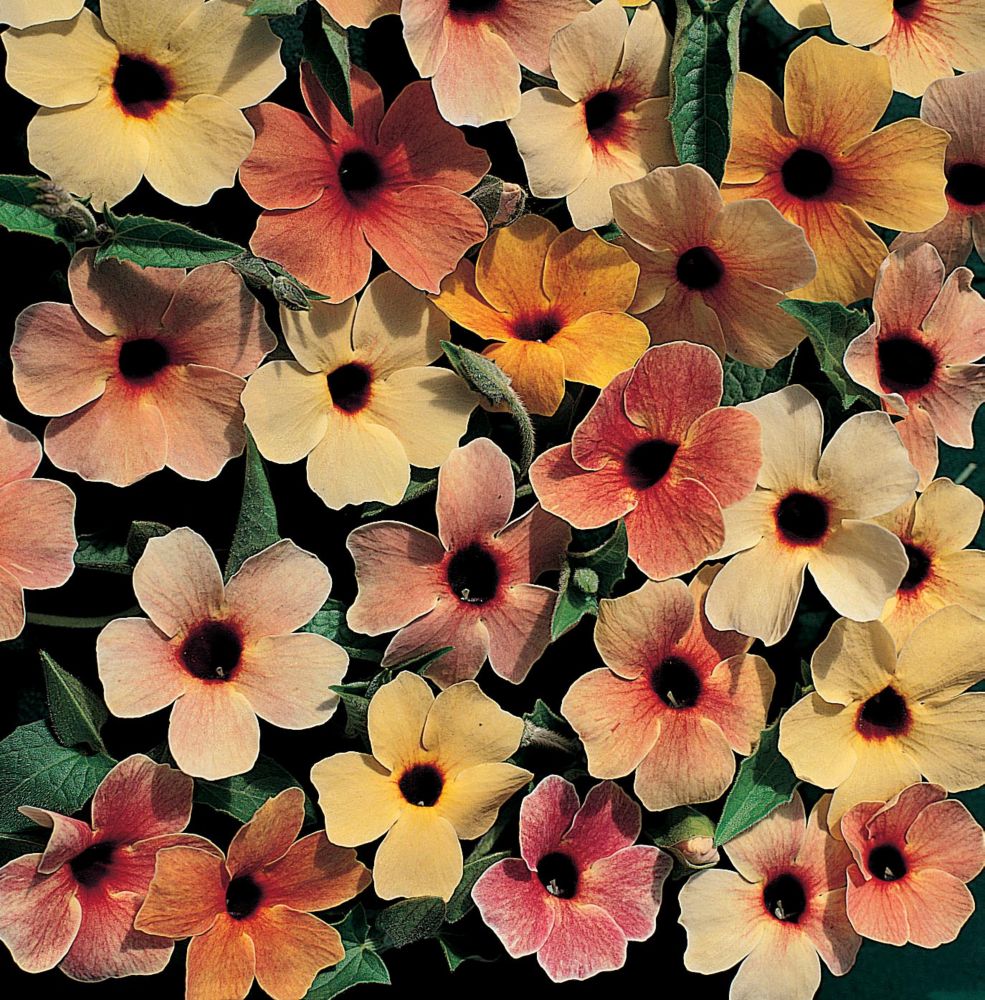 Colorful blooms of Black Eyed Susan in sunset shades, featuring petals in hues of yellow, peach, and orange with dark centers, surrounded by lush green leaves.