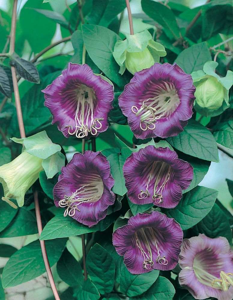 Purple bell-shaped flowers with ruffled edges and creamy yellow buds, surrounded by lush green leaves, showcasing the Cobaea Cathedral Bells seeds pack by Johnsons Seeds.