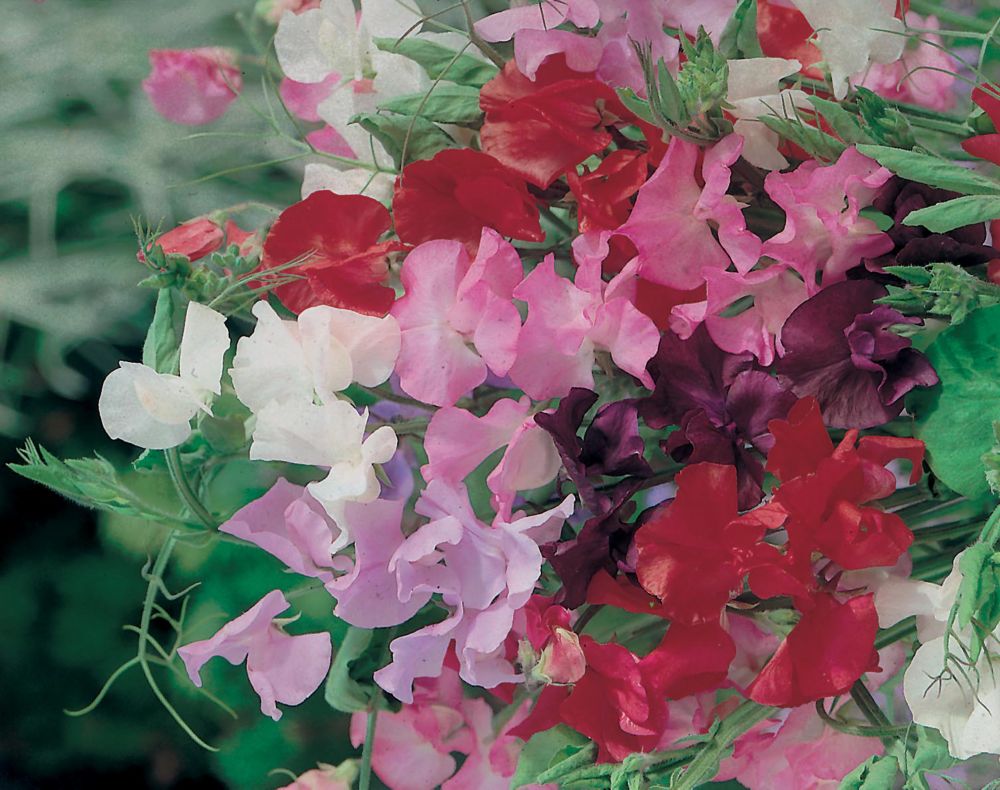 Colorful assortment of Sweet Pea flowers in shades of pink, red, white, and purple, showcasing delicate petals and lush green foliage.