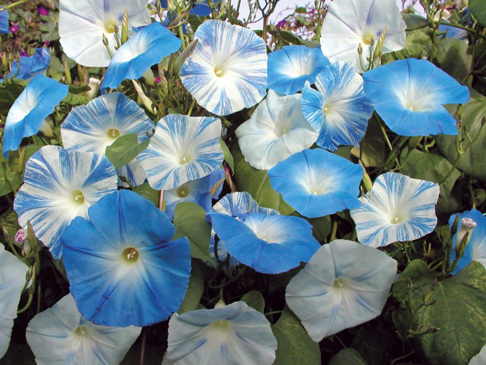Bright blue and white morning glory flowers with star-like patterns, surrounded by lush green leaves, showcasing a vibrant and colorful garden display.