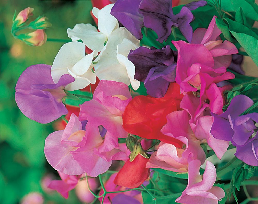 Colorful assortment of sweet pea flowers in shades of pink, purple, white, and red, with lush green foliage in the background, showcasing their delicate, waved petals.