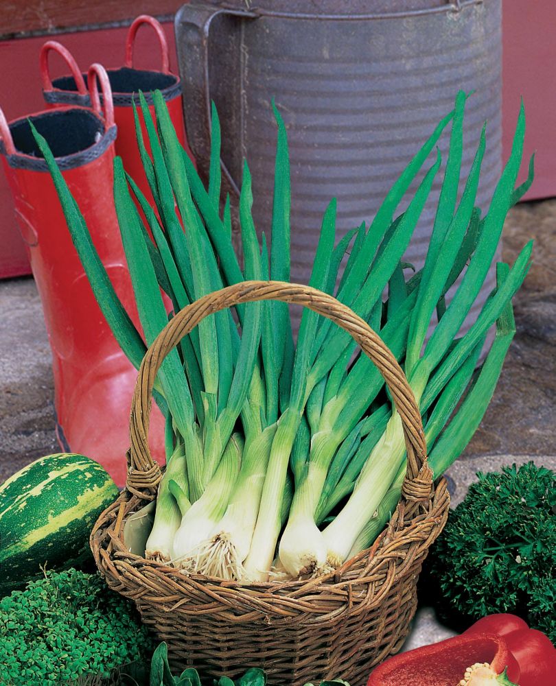 A woven basket filled with vibrant green spring onions sits among vegetables and gardening tools, including red rubber boots and a metal watering can in the background.
