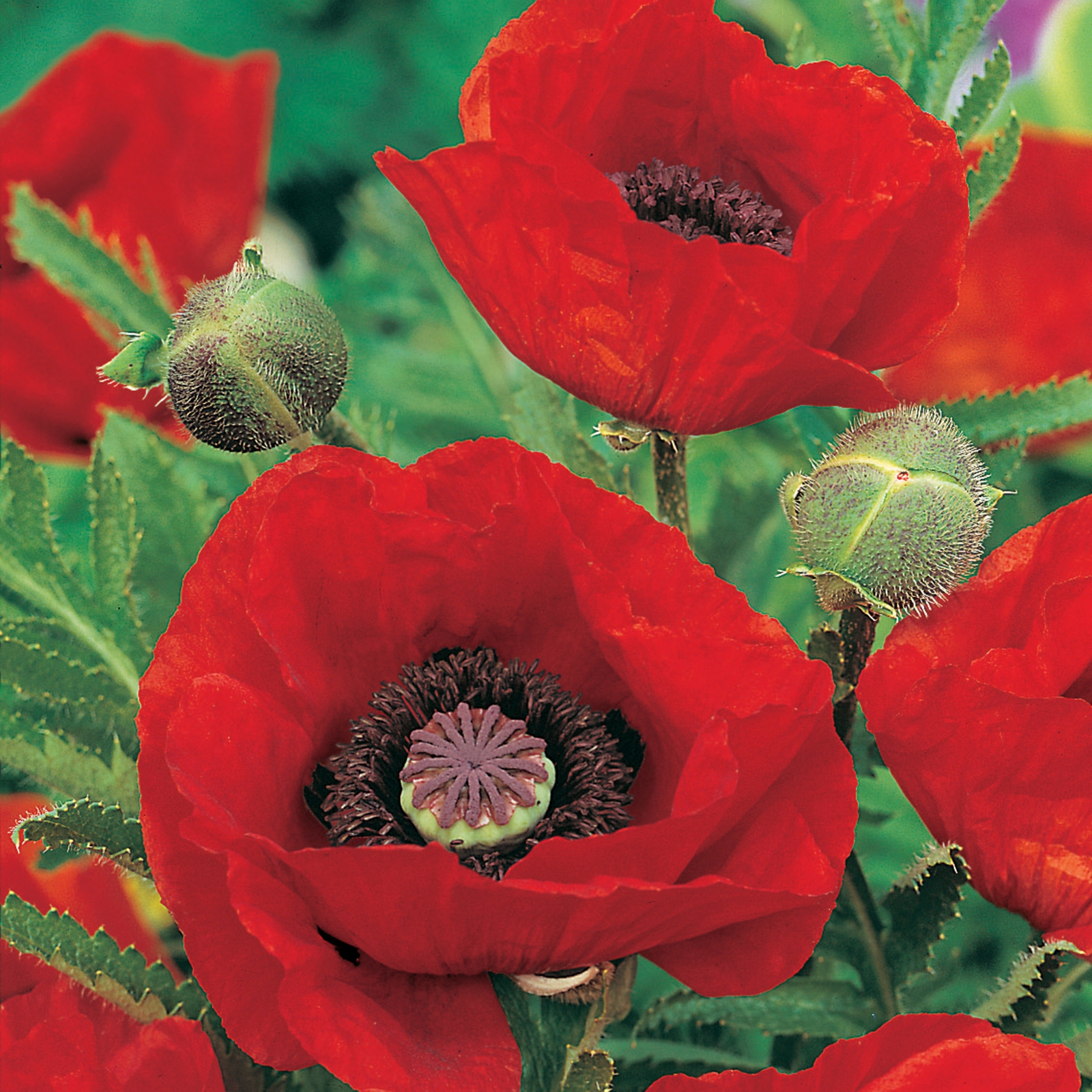 Johnsons Poppy Oriental Brilliant Flower Seeds - image 2