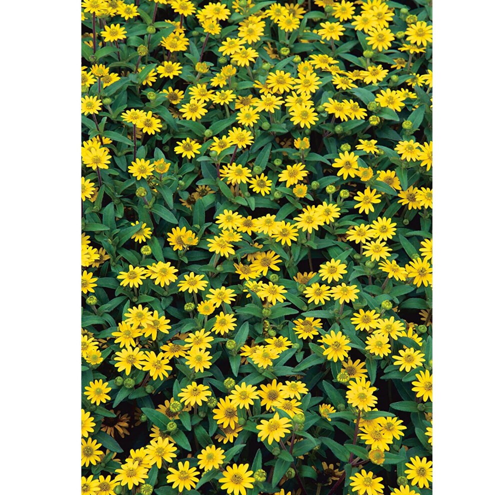Johnsons Sanvitalia Procumbens Flower Seeds - image 2