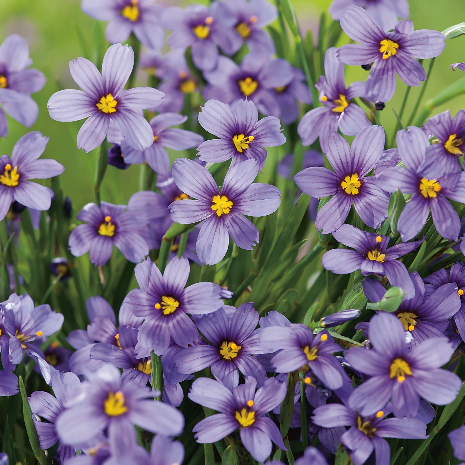 Johnsons Sisyrinchium Moody Blues Flower Seeds - image 2