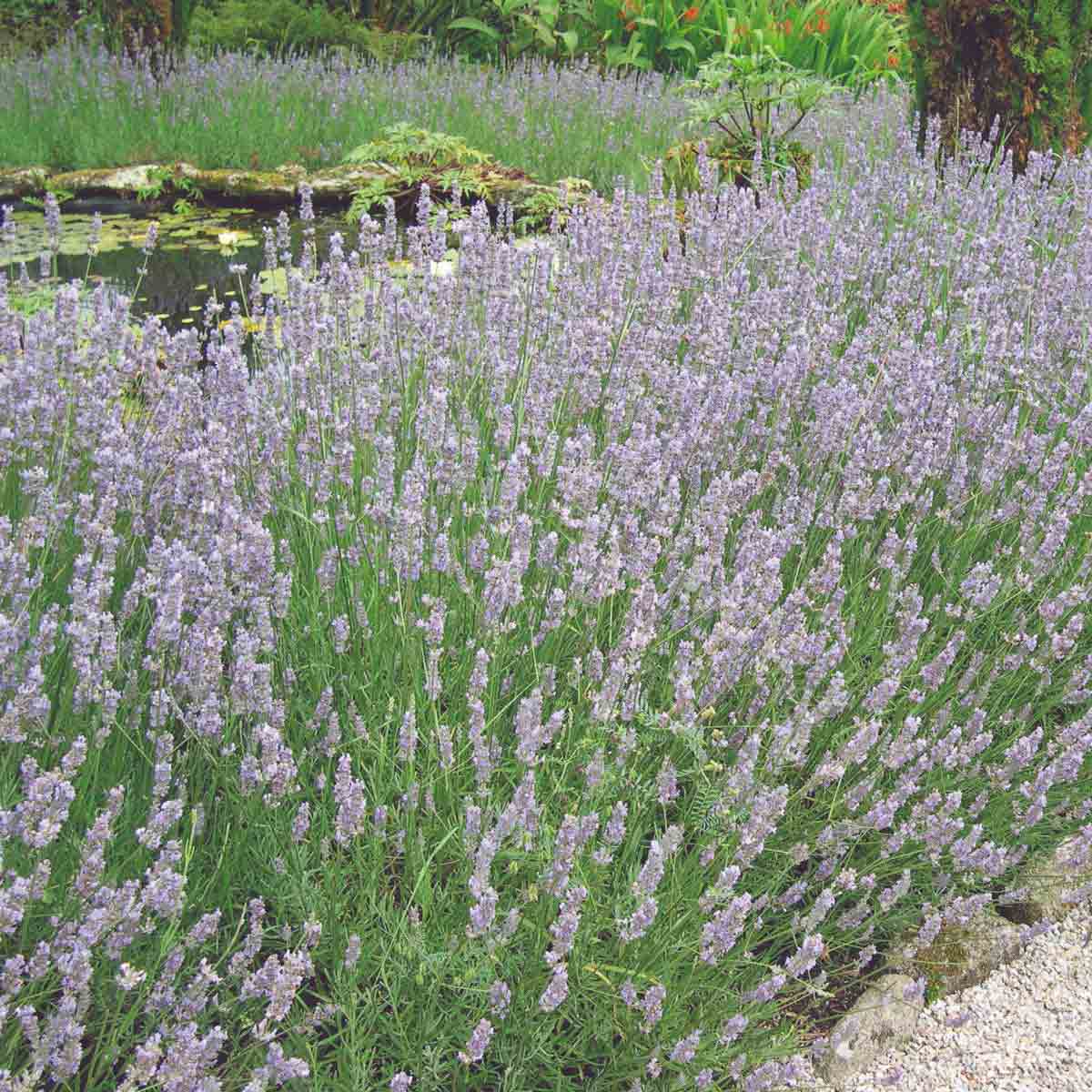 Twelve vibrant purple Lavender Hidcote plants in a lush green garden setting, showcasing dense clusters of flowers and aromatic foliage.