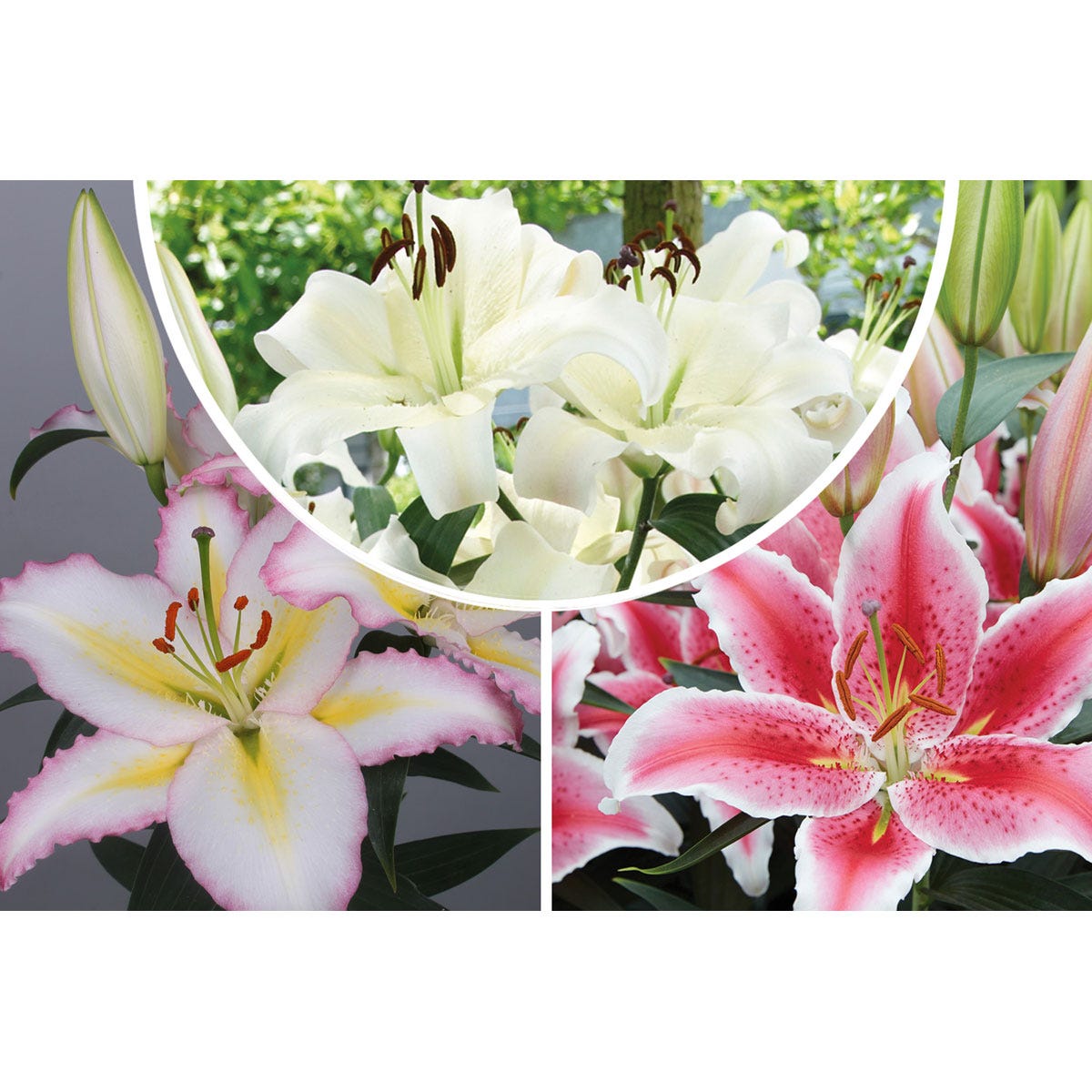Thompson & Morgan 15 X Lily 'Giant Flowered Collection' bulbs featuring pink and white lilies with prominent petals and vibrant colors, displayed in a collage format.