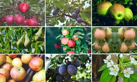Thompson & Morgan 9cm pot featuring the Malus Miniaeburn apple plant, with vibrant green leaves and small green apples visible on the branches.