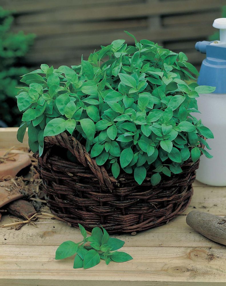 A woven basket filled with vibrant green basil lemon plants, set on a wooden surface, with a spray bottle in the background.