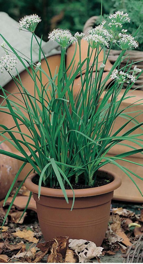 Garlic chives with tall green stems and white flowers, growing in a brown terracotta pot, surrounded by fallen leaves and a blurred garden background.