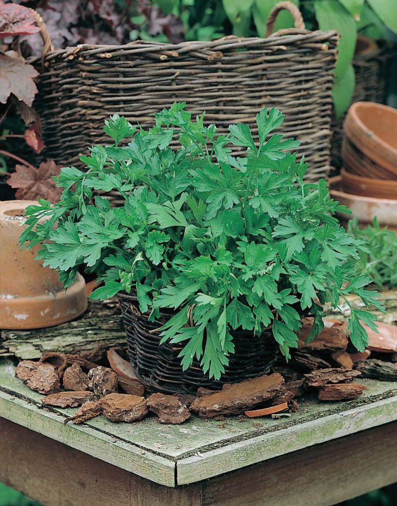 Green parsley plant in a woven basket on a wooden table, surrounded by decorative bark and terracotta pots, with a rustic background of foliage and a wicker basket.