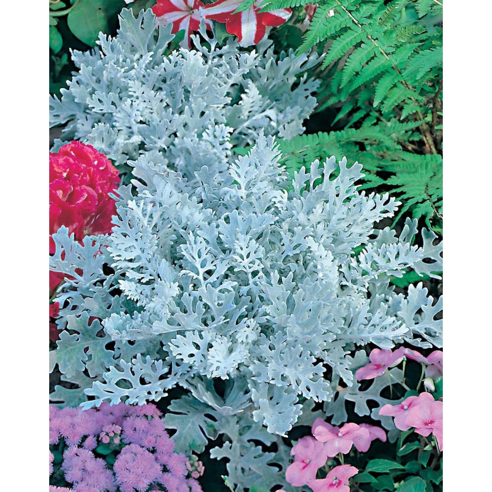 Pictorial seed packet featuring Mr Fothergill's Cineraria Silver Dust, showcasing vibrant silver foliage with intricate, lacy leaves, surrounded by colorful flowers.