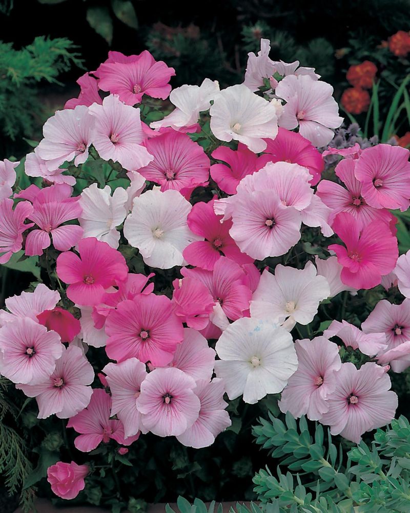 Lavatera Parade Mixed Seeds package featuring vibrant pink and white flowers, showcasing a lush cluster of blooms against a green backdrop.