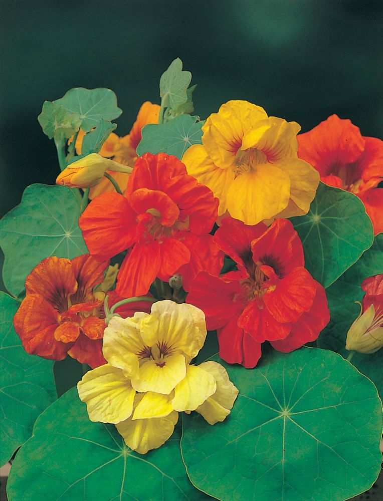 Colorful nasturtium flowers in shades of red, orange, and yellow, surrounded by lush green leaves, presented in a vibrant floral arrangement.