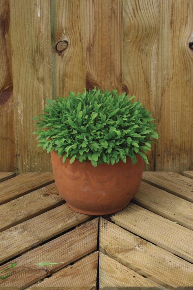 A terracotta pot filled with lush, vibrant green rocket wild herb, sitting on a wooden chevron-patterned surface against a wooden backdrop.