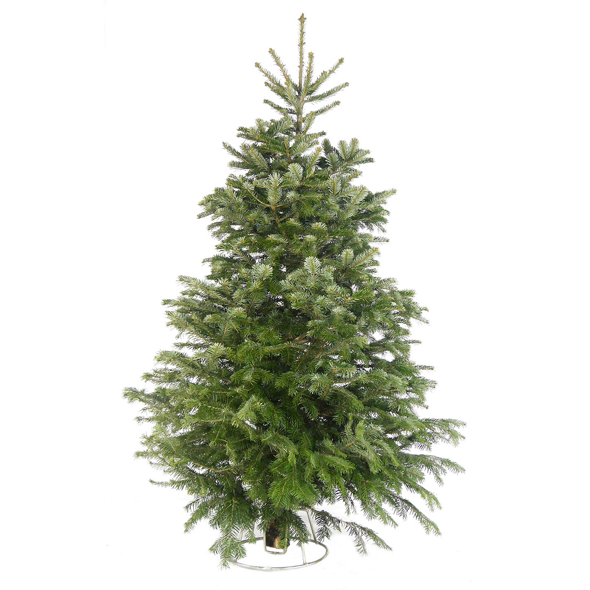 7ft Needlefresh Nordman Fir Christmas tree featuring lush green branches, a natural appearance, and a sturdy metal stand, ideal for holiday decorations.