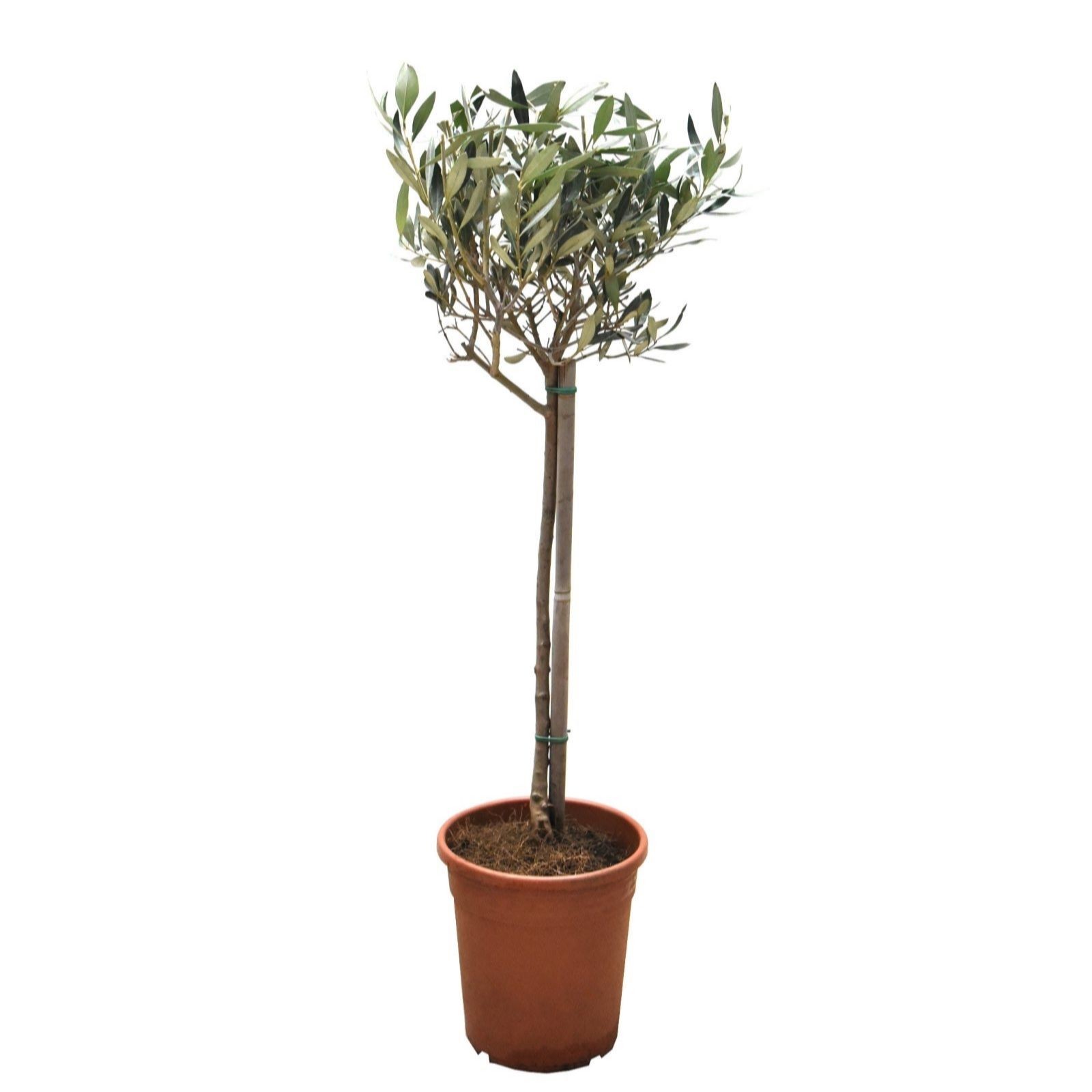 Two potted Olea Europaea plants in terracotta pots, featuring a slender trunk and lush green leaves, accompanied by two grey planters.
