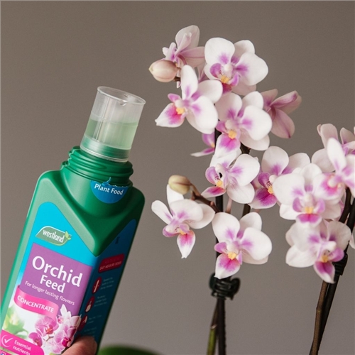Orchid Feed Concentrate - image 3