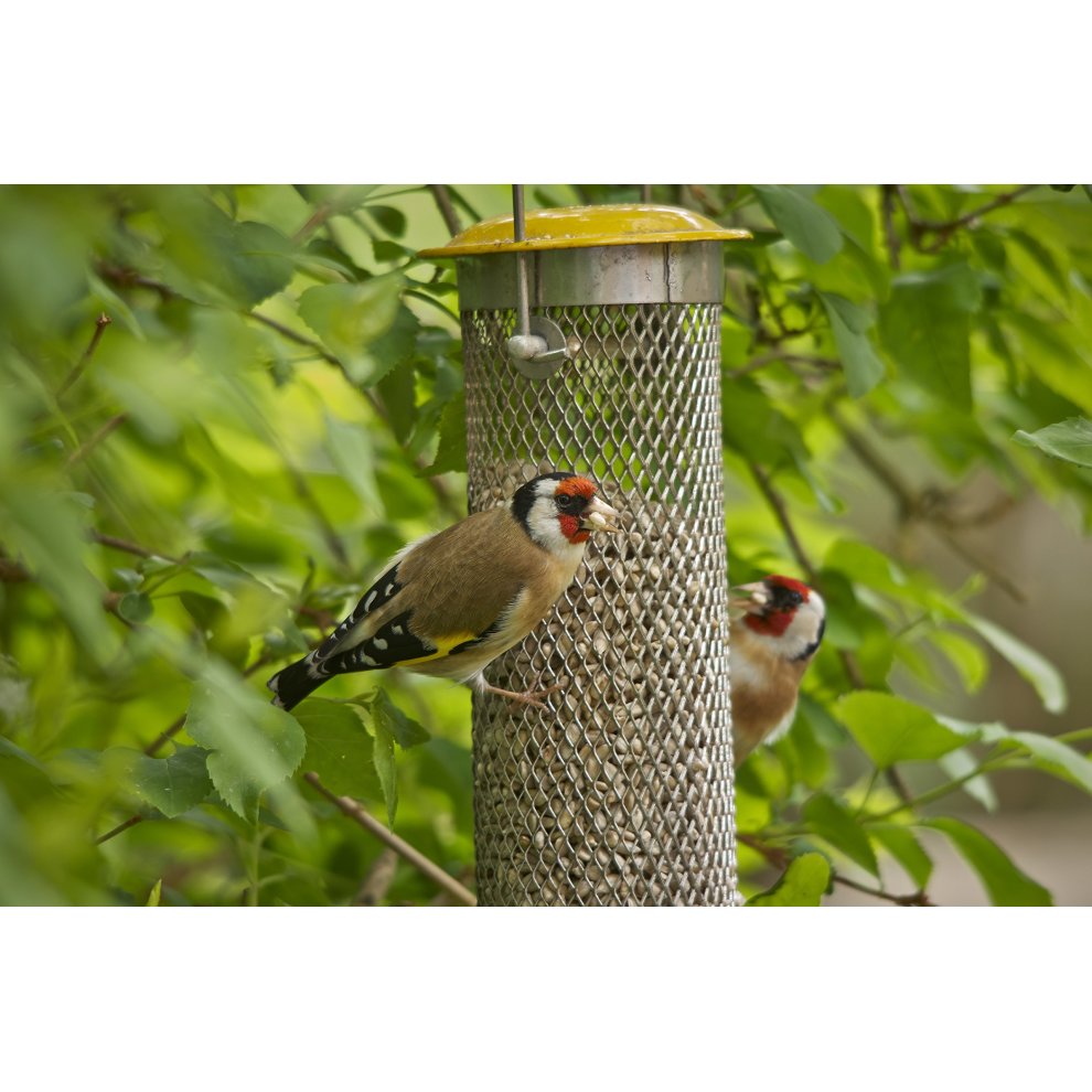Peckish Premium All Weather Sunflower Heart Feeder - image 2