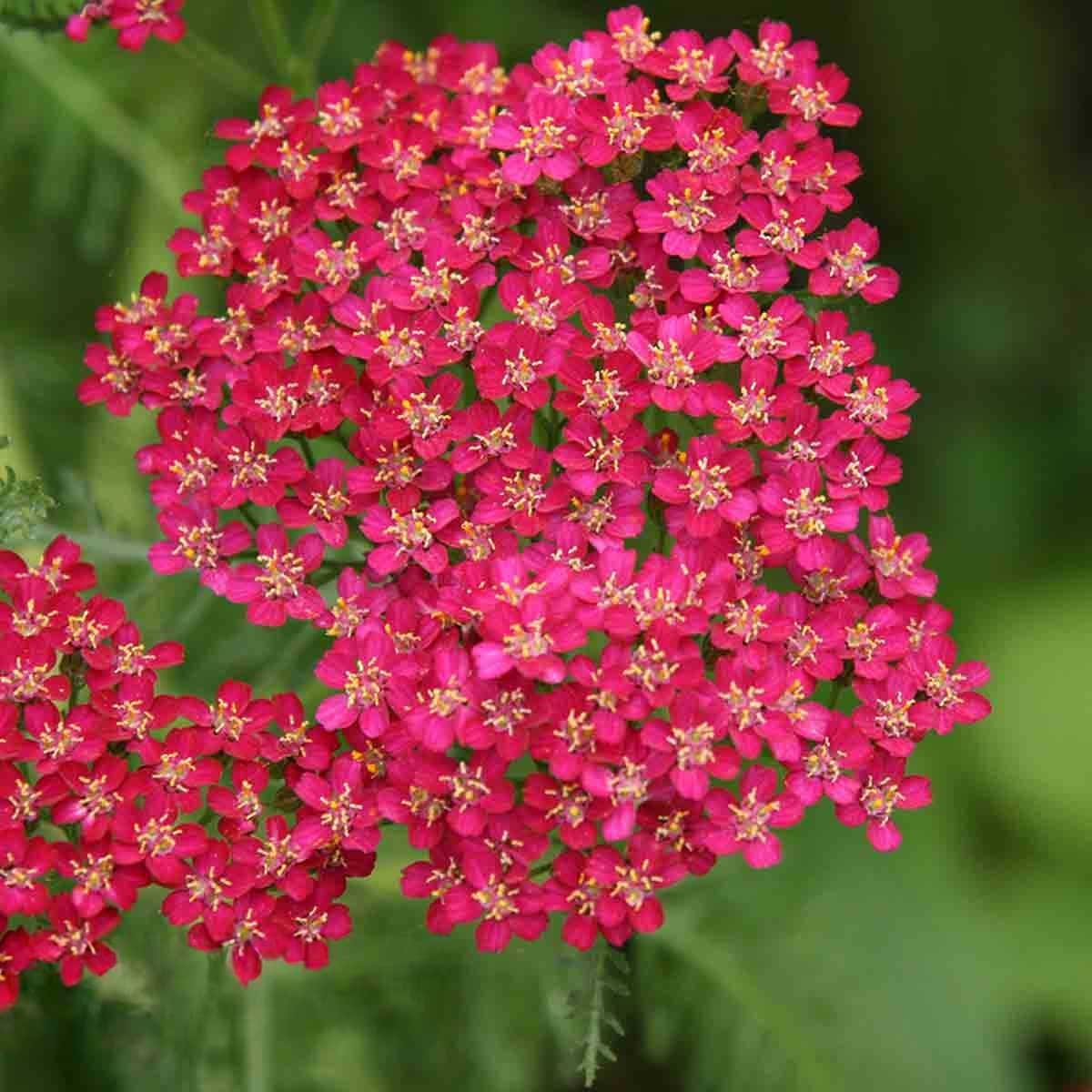 Vibrant clusters of small, bright cerise flowers with yellow centers, showcasing the Achillea Cerise Queen variety, set against lush green foliage.