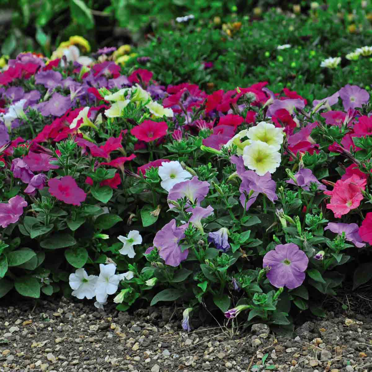 Colorful mix of petunia flowers in shades of pink, purple, white, and yellow, arranged among lush green foliage, showcasing vibrant blooms in a garden setting.