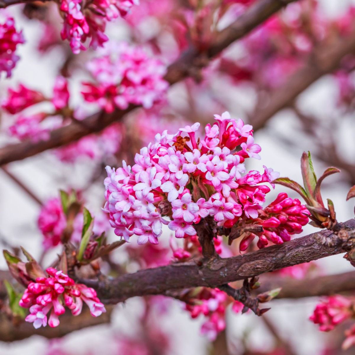 Viburnum Bodantense 'Dawn' in a 9cm pot, featuring clusters of pink and white flowers on a bare branch, showcasing vibrant spring colors against a neutral background.