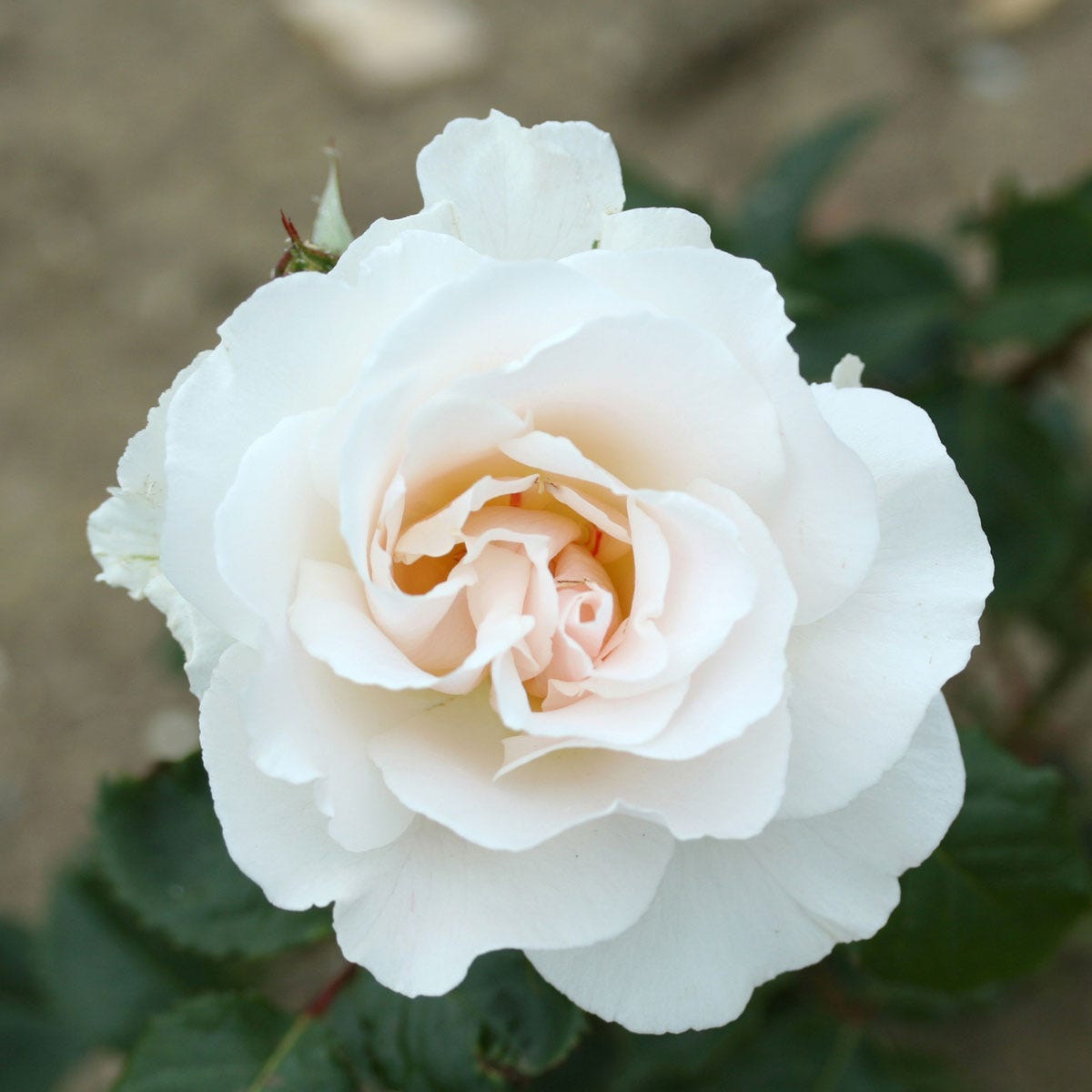 White rose 'Margaret Merrill' in full bloom, showcasing delicate petals with a soft pink center, surrounded by dark green leaves in a 3L potted arrangement.