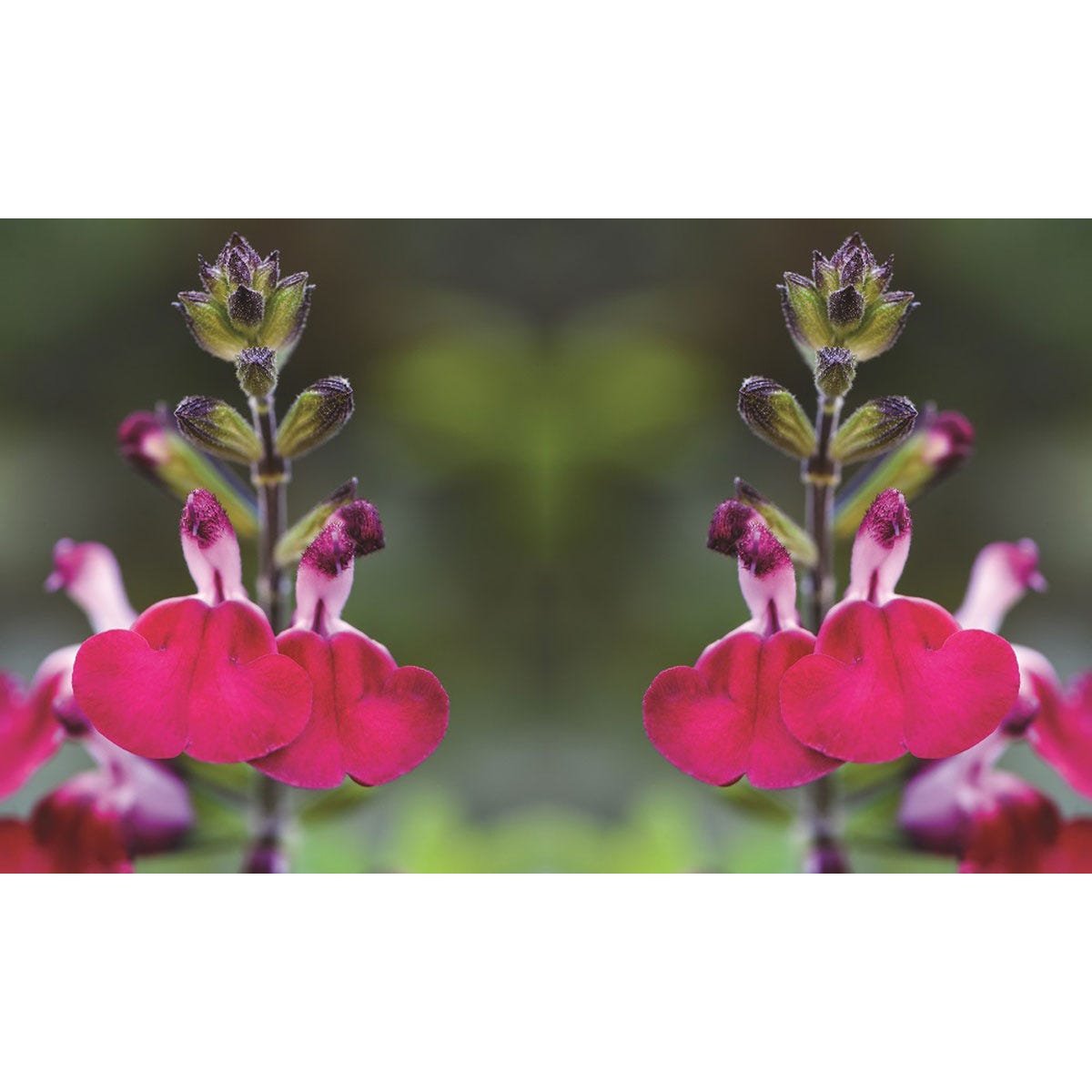Three vibrant pink Salvia 'Hot Lips' flowers with green buds, showcasing a glossy texture and lush foliage, perfect for adding color to gardens.