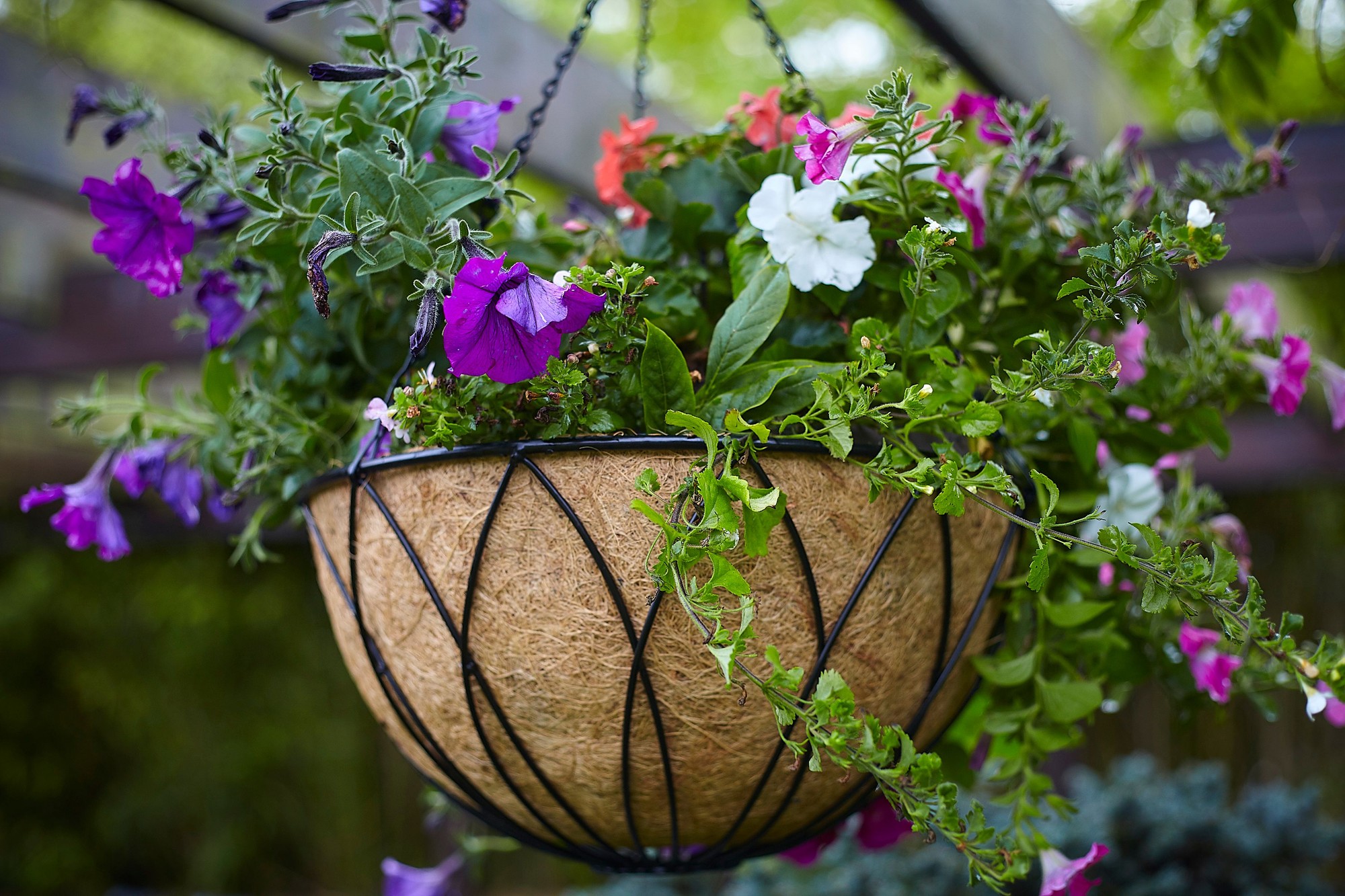 Samuel Alexander Black Lattice Wall Hanging Basket 35cm - image 3