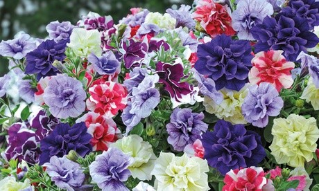 Vibrant mixed petunia plants in various colors, including purple, pink, red, and white, featuring frilled and ruffled petals, ideal for decorative arrangements.