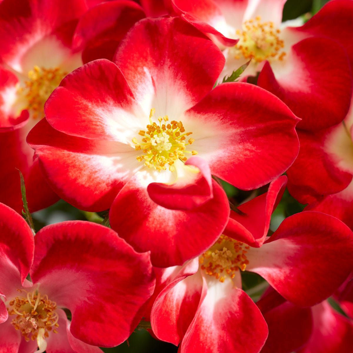 Bright red and white blooms of the Everglow Ruby rose, with a lush green background, showcasing vibrant petals and a central cluster of yellow stamens in a 3-litre pot.