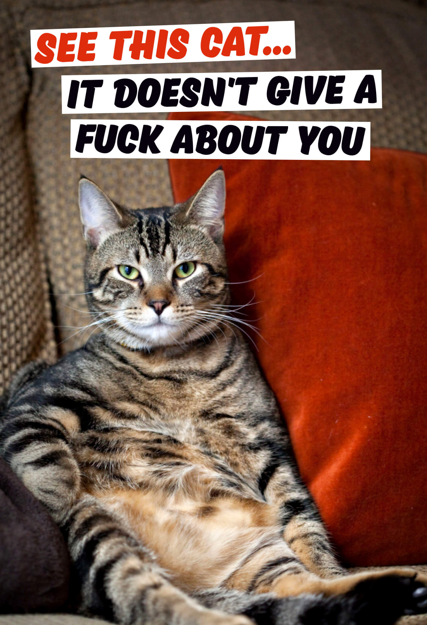 Fridge magnet featuring a relaxed tabby cat lounging on a couch, with bold text stating "SEE THIS CAT... IT DOESN'T GIVE A FUCK ABOUT YOU" in black and orange.