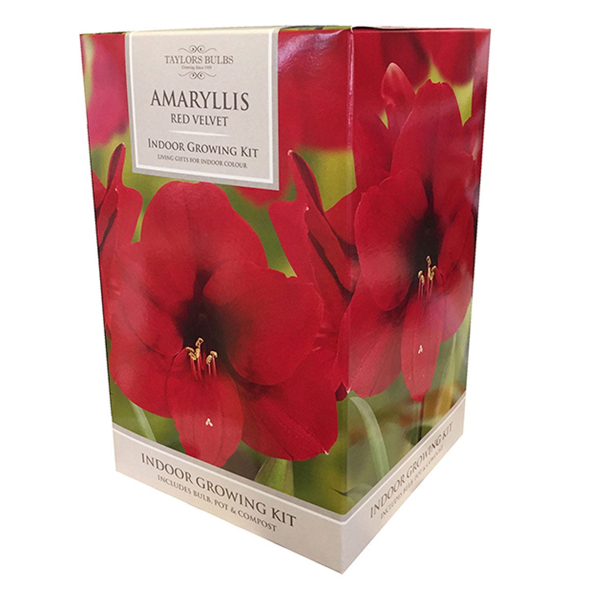 YouGarden Amaryllis Large Gift Pack in Red Velvet features vibrant red flowers on the box, includes a growing kit with a pot and compost, presented in a colorful floral design.