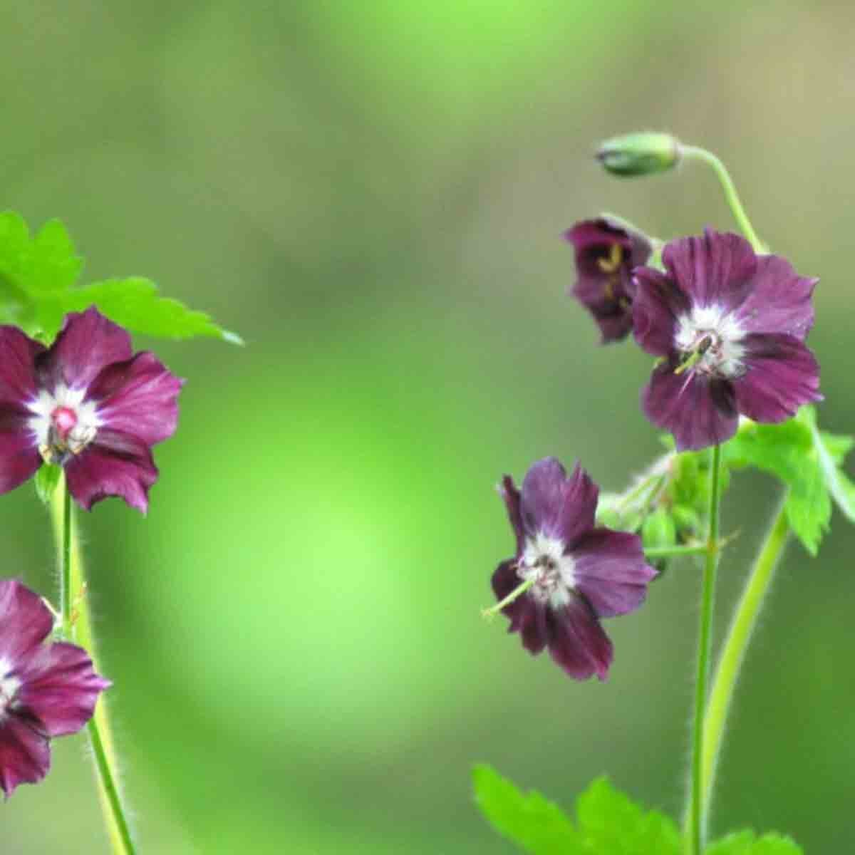 Two 9cm potted Geranium Joseph Green plants with deep purple flowers and lush green foliage, showcasing vibrant blooms against a blurred green background.