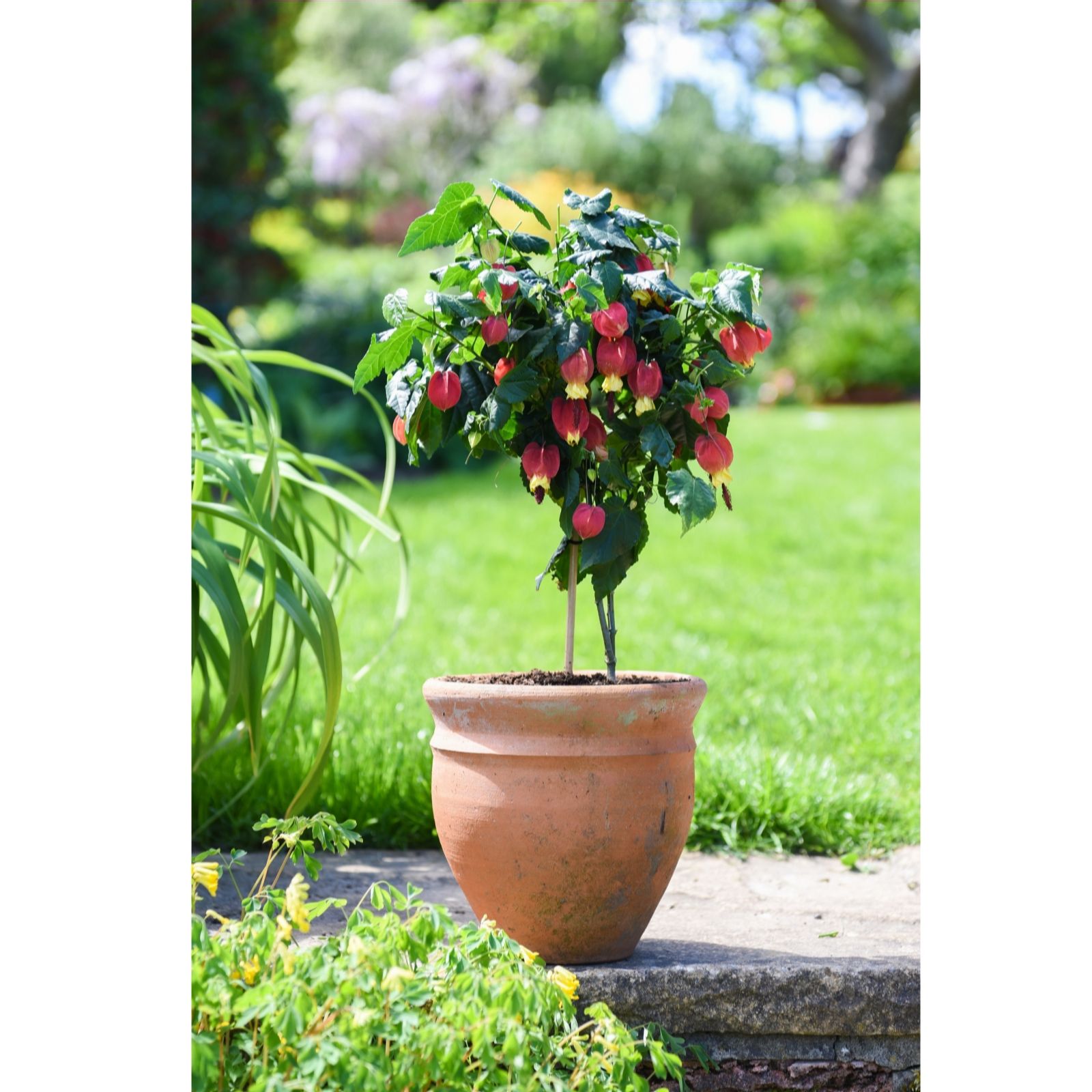 Red trumpet flowers hang from lush green leaves in a 14cm terracotta pot, set against a vibrant garden backdrop.