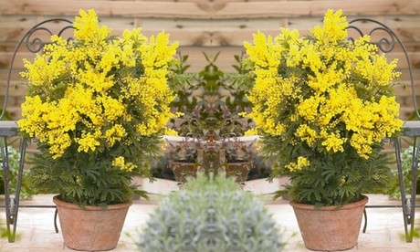 Bright yellow fluffy flowers atop lush green foliage in a terracotta pot, showcasing the Acacia Mimosa Dealbata plant, set against a wooden background.