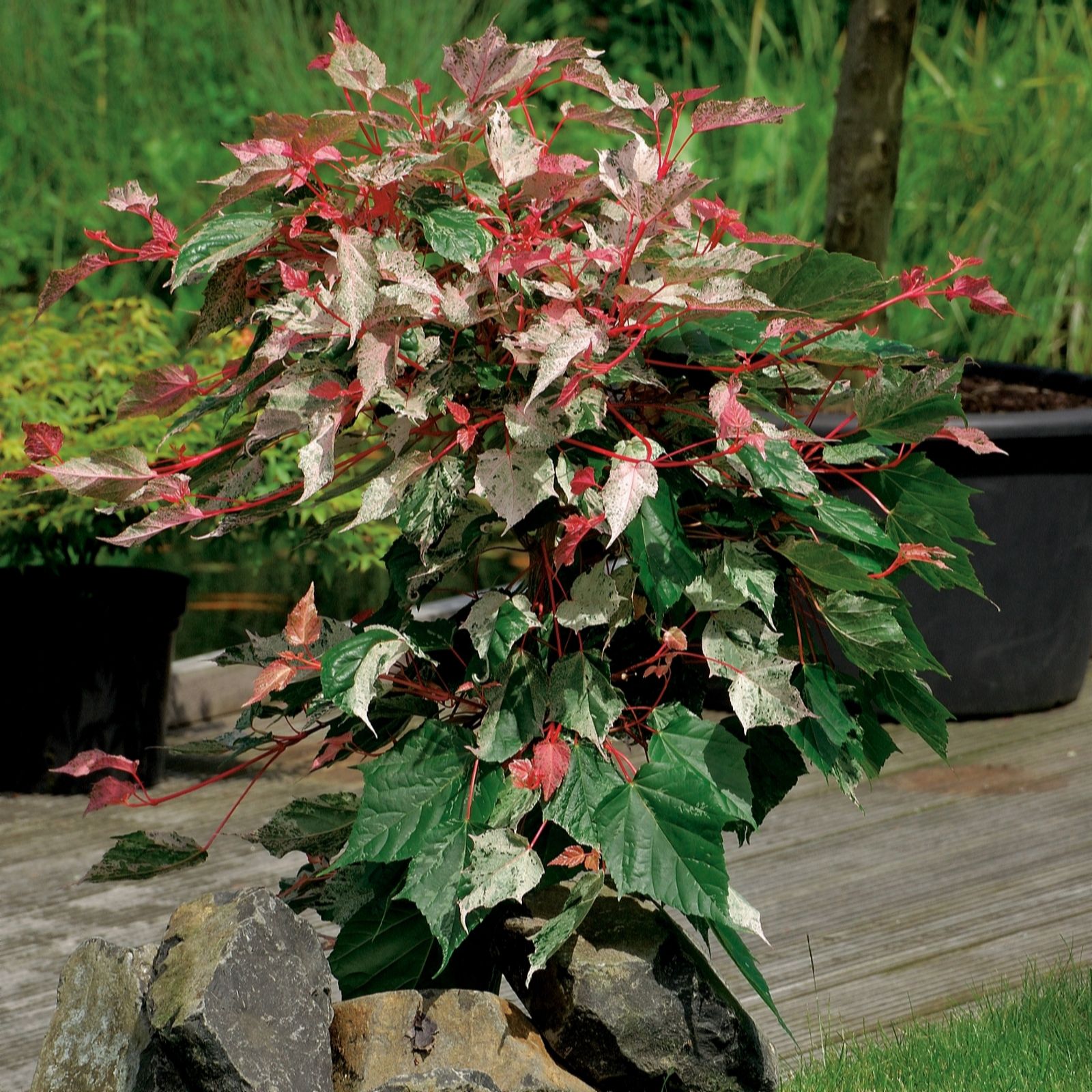 Potted Acer Conspicuum Red Flamingo plant with striking red and green variegated leaves, set against a natural backdrop with stone and wooden surfaces.
