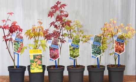 Potted Acer Palmatum Beni-maiko plants in various colors, including red and yellow, displayed in black pots with plant tags, arranged in a row against a neutral background.
