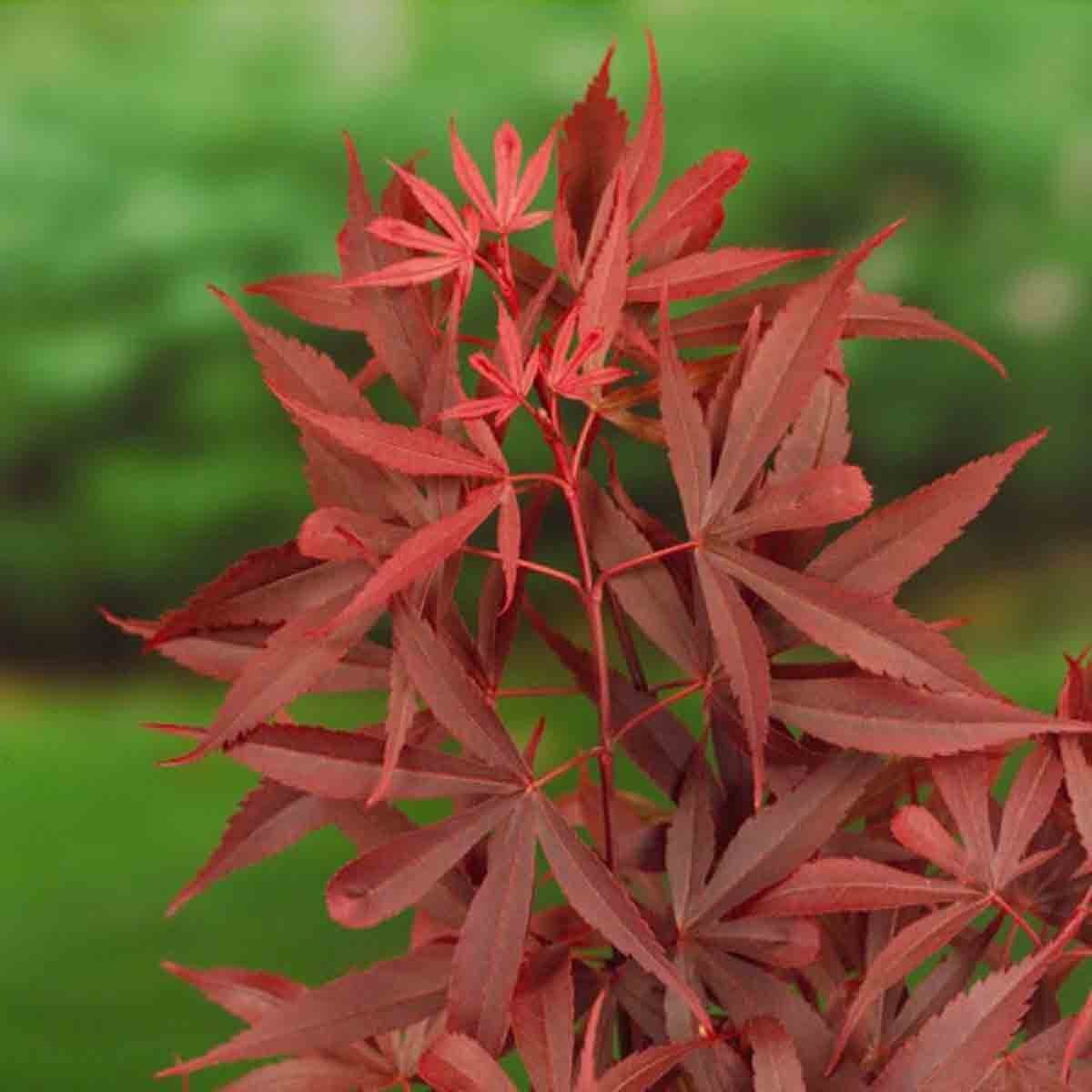 Red Acer Palmatum 'Shaina' plant with vibrant, finely cut leaves, approximately 60cm tall, potted in a 3-litre container, set against a blurred green background.