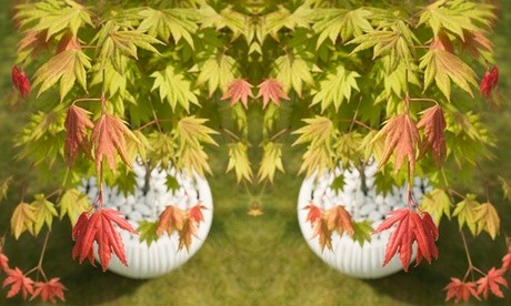 Acer Shirasawanum Moonrise plant in a white, ribbed pot, featuring vibrant green and reddish-orange leaves, with decorative white pebbles at the base.