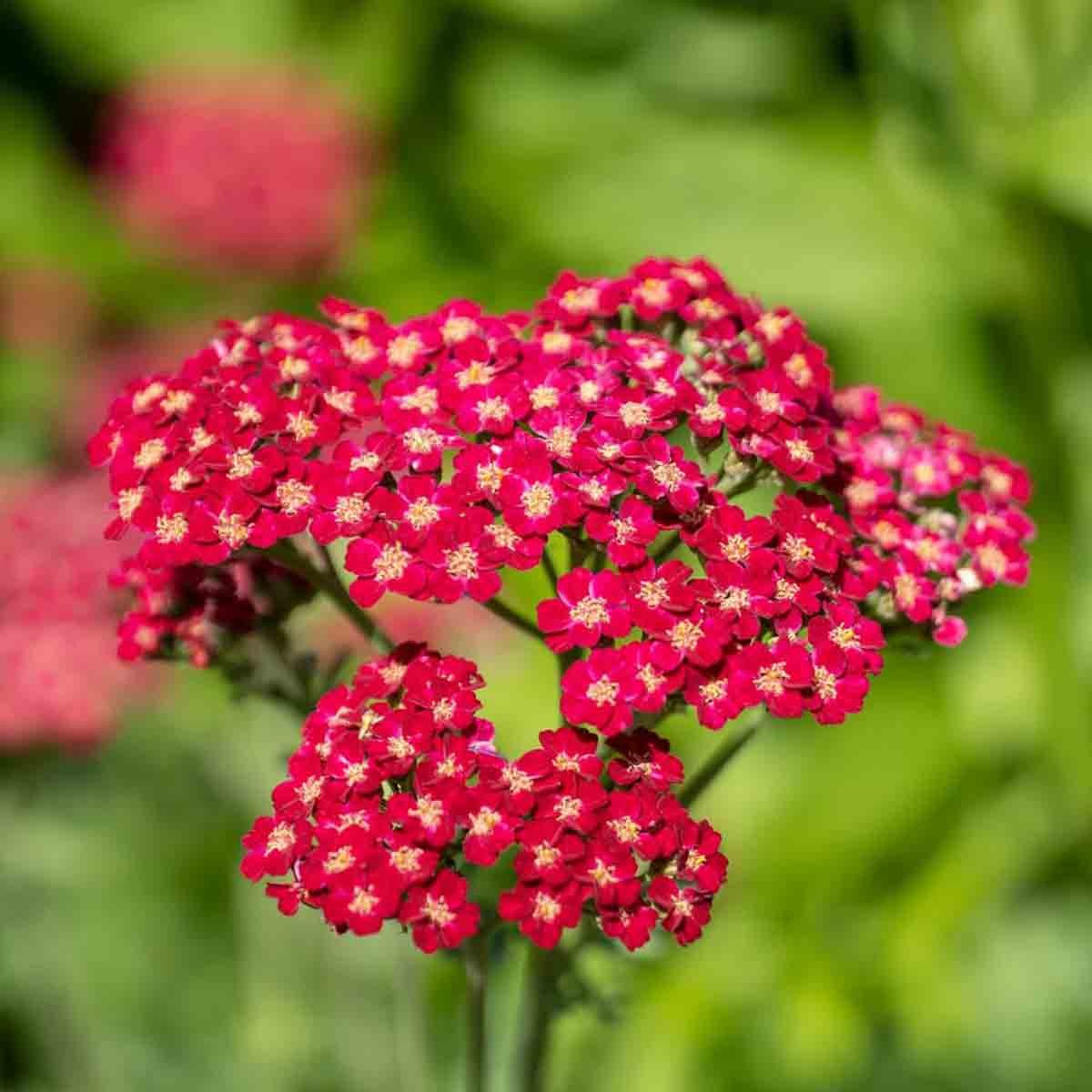 Bright pink clusters of small flowers with yellow centers on a green stem, surrounded by lush green foliage, representing the Thompson & Morgan Perennial Achillea Cerise Queen.