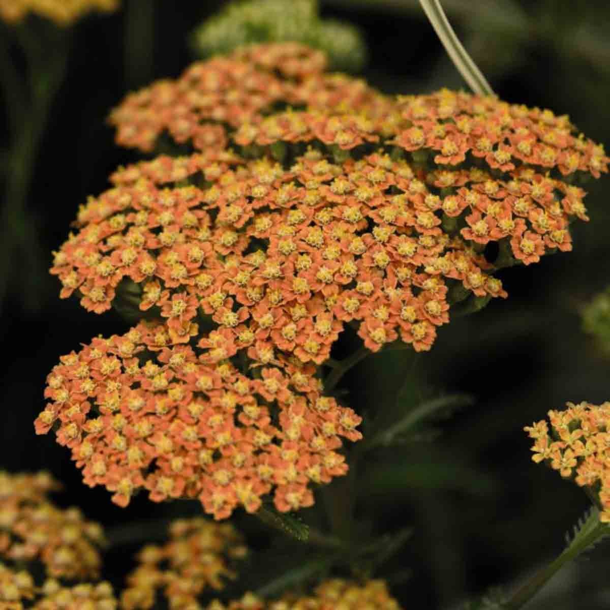 Potted Achillea Millefolium plant in terracotta pot, featuring clusters of small orange and yellow flowers with feathery green foliage.